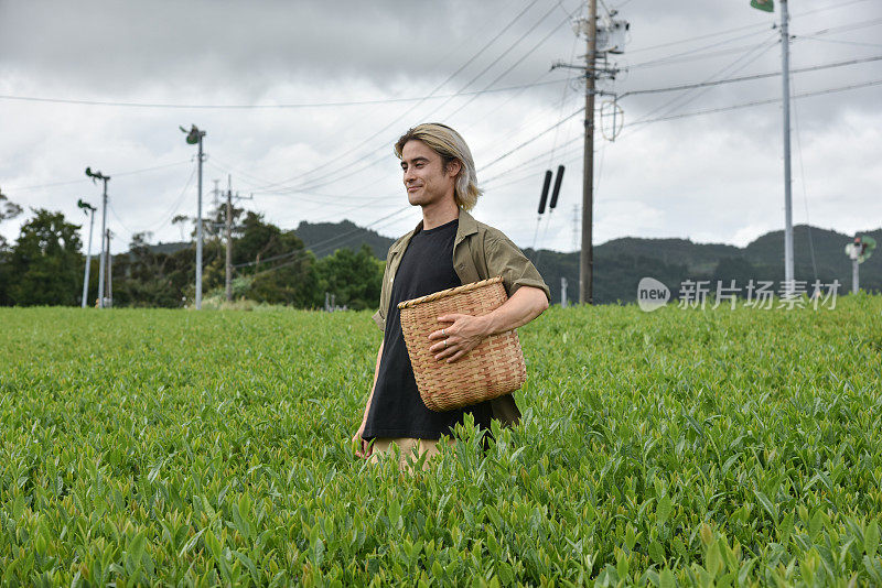 日本/英国男子在日本采摘茶叶-库存图片